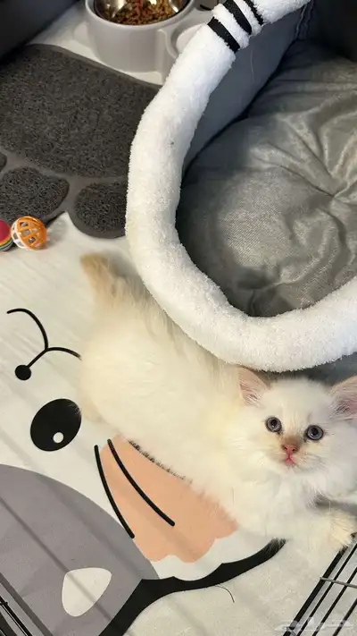 شيرازي مون فيس 2