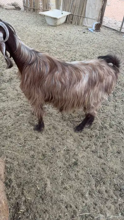 عنز مصريه سمين 2