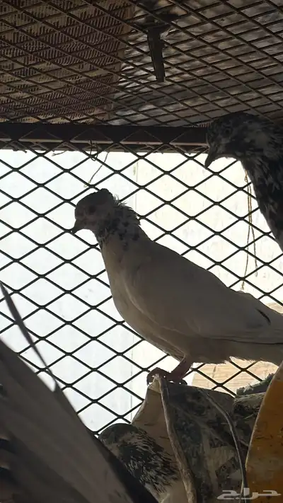 كمام بكستاني و نواع كثير بعض الحمام مو مصور الي صامل ارسله 2