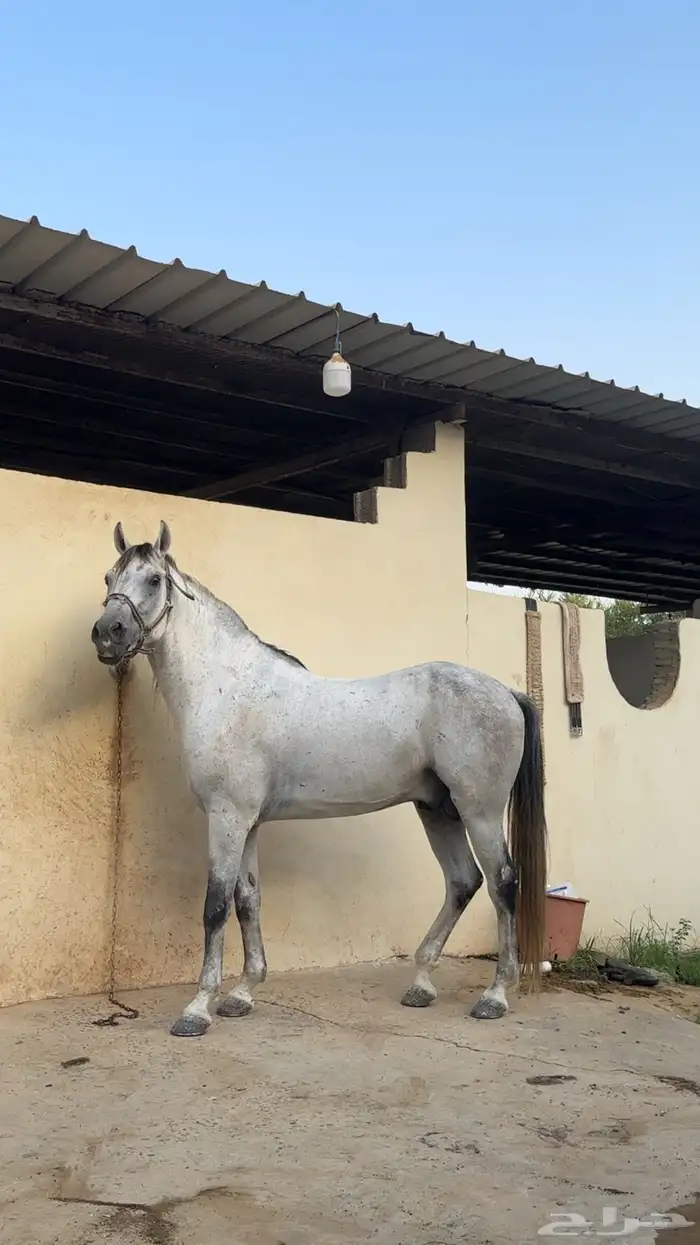 حصان جزيري كفو 0