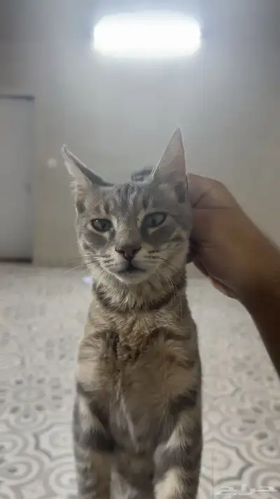 قطة صغيرة للتبني 0
