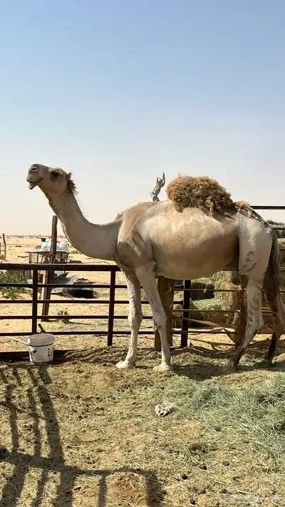 بعير لبيع يضرب وحار وطيب البعير الموقع الخرجج 0