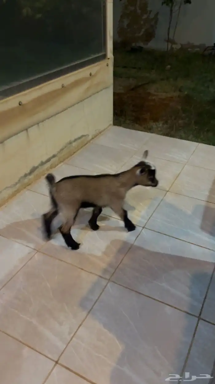 عنز قزميه 2