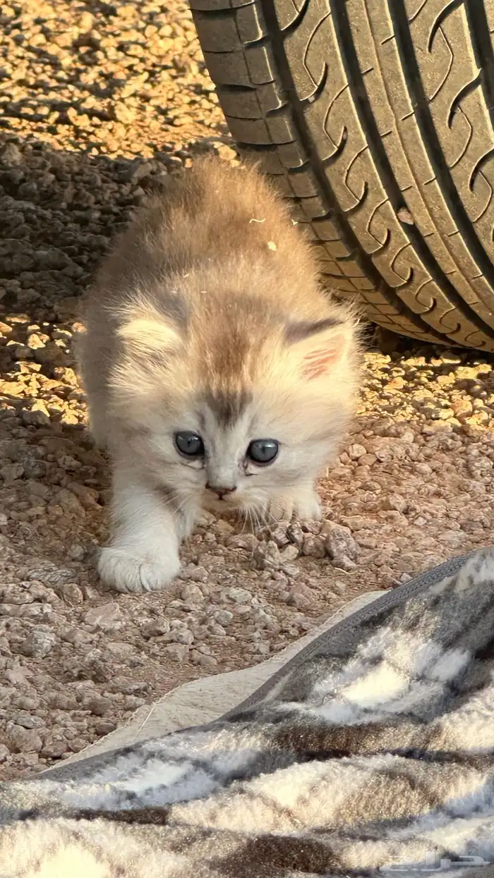 قطط شيرازيه جميله 0
