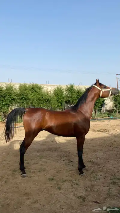 حصان واهو 0