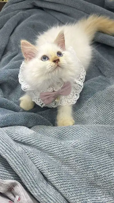 شيرازي مون فيس 1