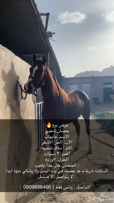حصان شعبي كفو جدا 1