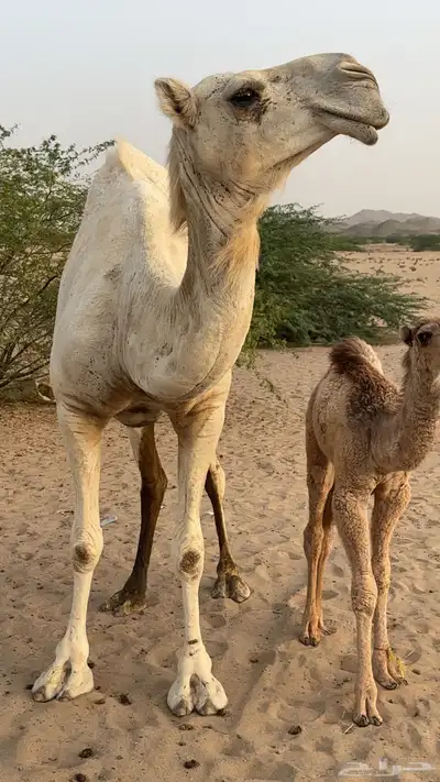 ناقه خلفه 1