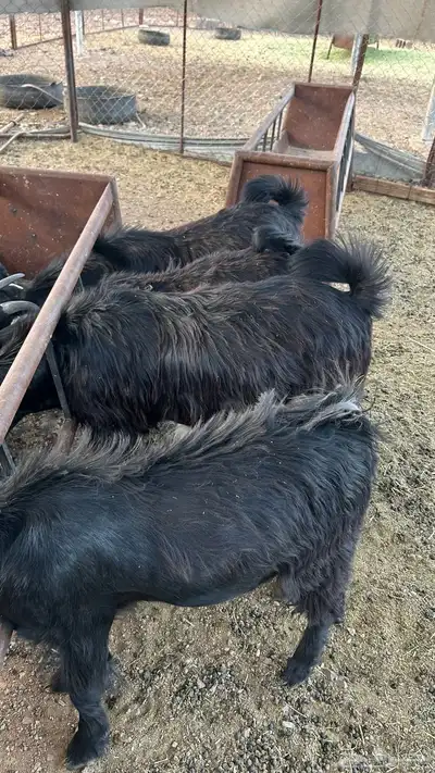 تيوس ذبايح 1