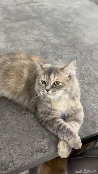 قطط تبني 0