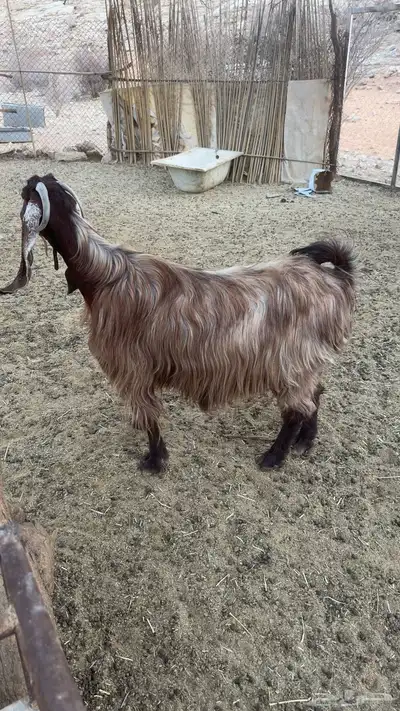 عنز مصريه سمين 1