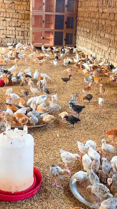 صوص للبيع 0