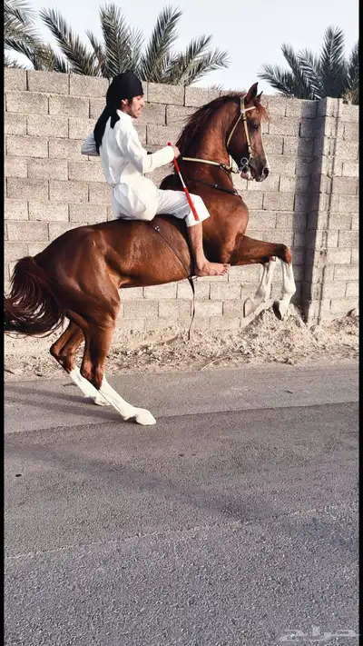 حصان كفو شعبي 2