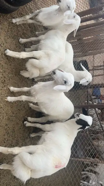 طليان 0