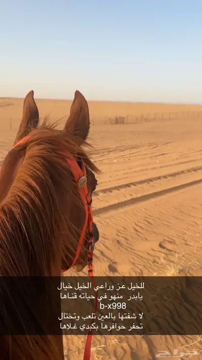 حصان شعبي طيب بل حيل الموقع الجله 4