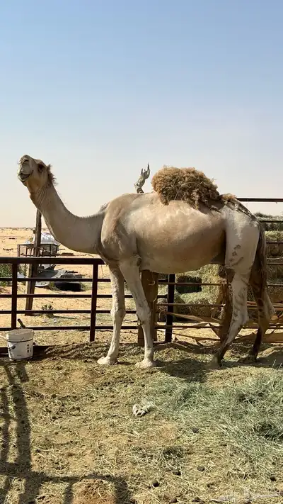 بعير لبيع يضرب وحار وطيب البعير الموقع الخرجج 2