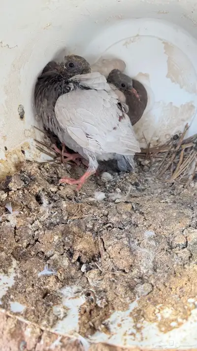 فراخه حمام 3