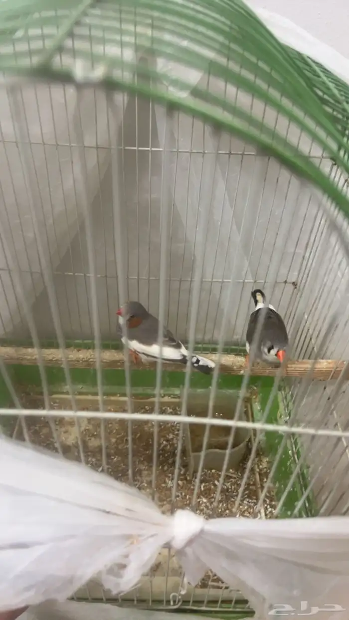 زوج عصافير كيوت ومالهم ارعاج 75 ريال 1