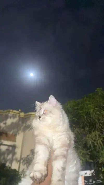 قطط 0