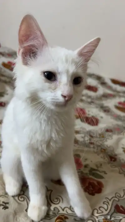قطه للتبني 0