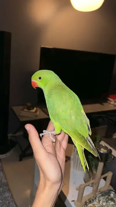 بغبغاء الدره 5