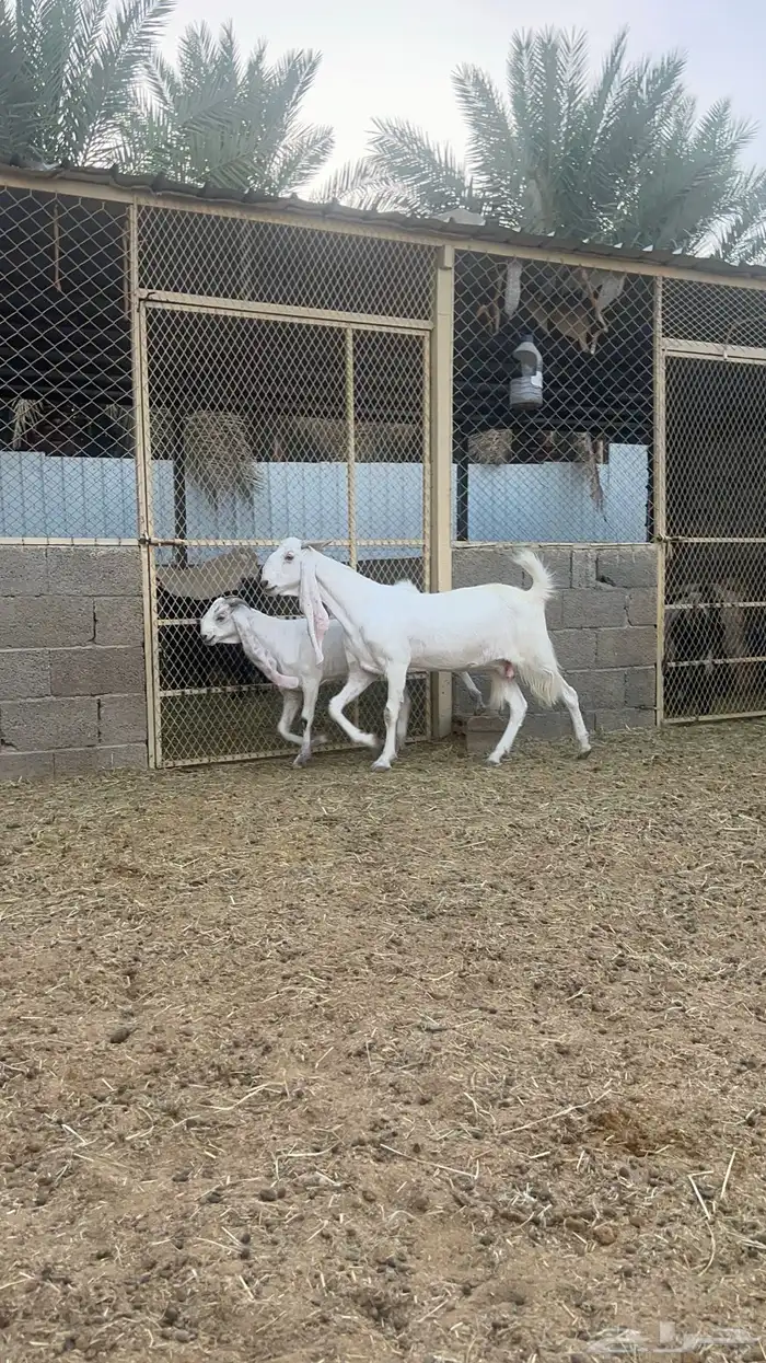 عنز مشروكة دافع ومتبع 0