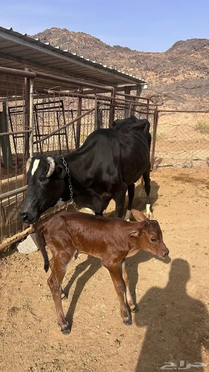 بقره معها حسيل للبيع سالمه وديد نظيف وحليبها كفو 1