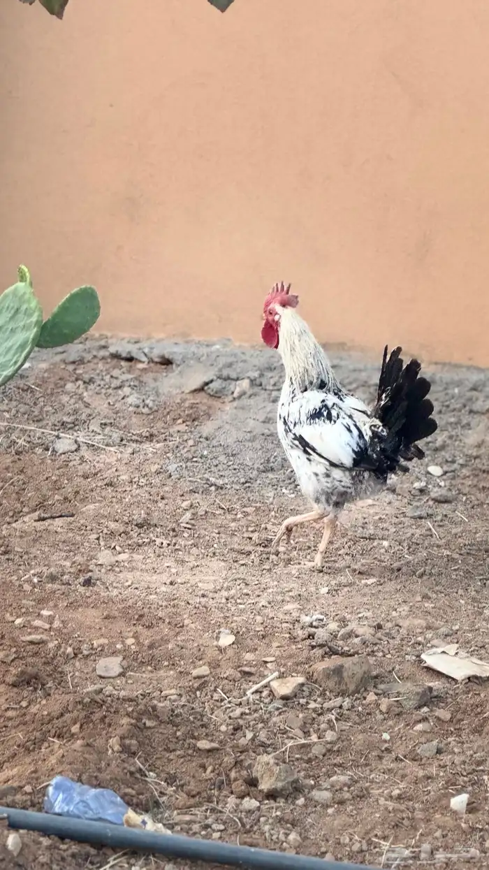 ديك بلدي 2