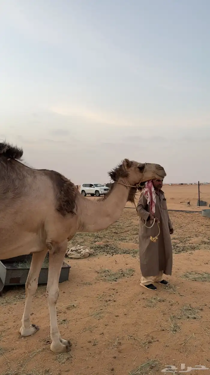 ناقه للبيع 0