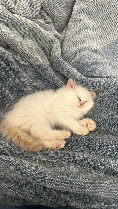 شيرازي مون فيس 0