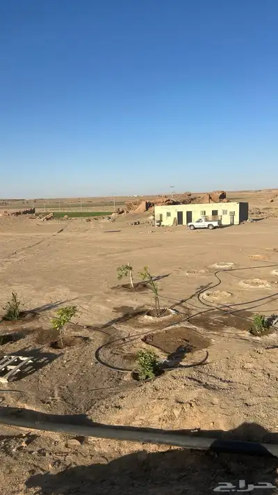 مزرعة شمال بريدة بكبد 80 كيلو صكين والمطلوب 250 الف 4
