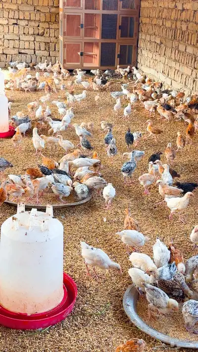 صوص للبيع 1