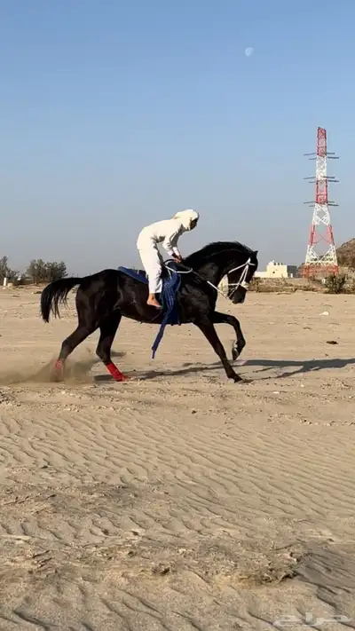 خيل سبوق 4