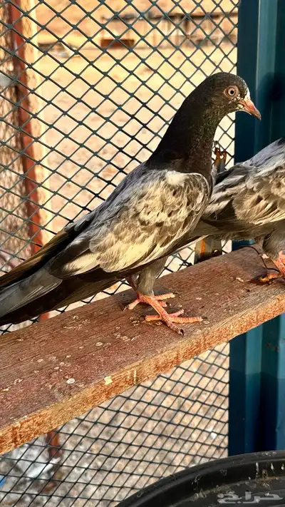 طبه تيدي 1