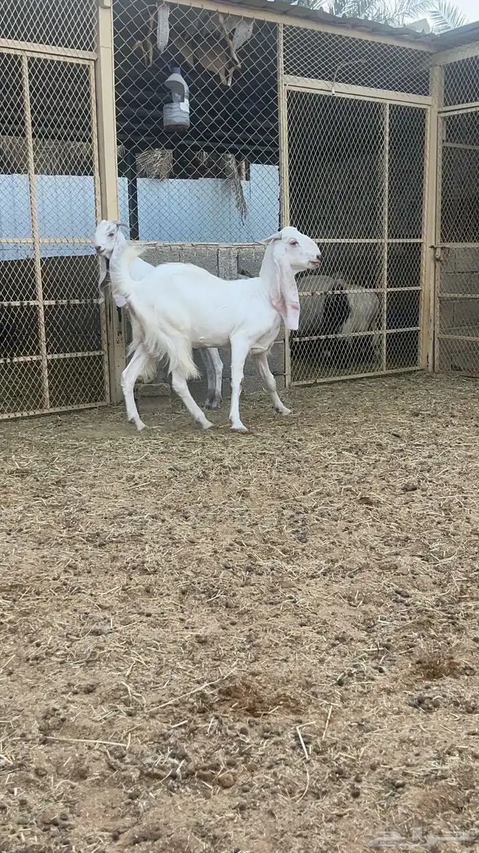 عنز مشروكة دافع ومتبع 2