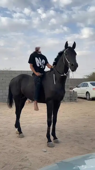 خيل سبوق 1