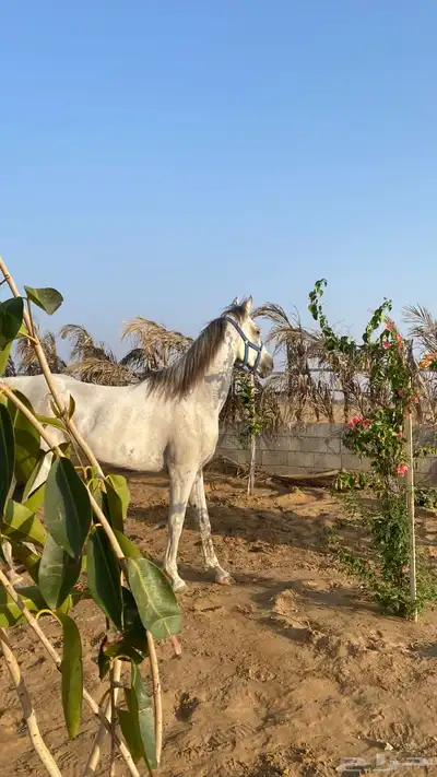 فرس شعبية عربية 1