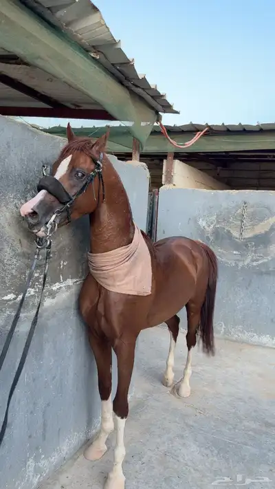 حصان كفو شعبي 0