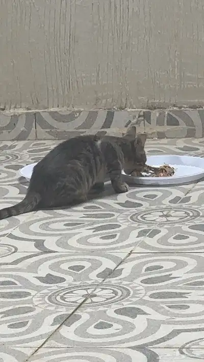 قطة صغيرة للتبني 1