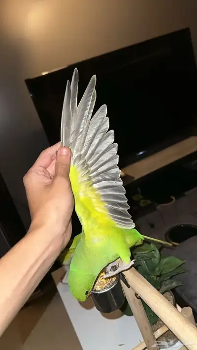 بغبغاء الدره 0