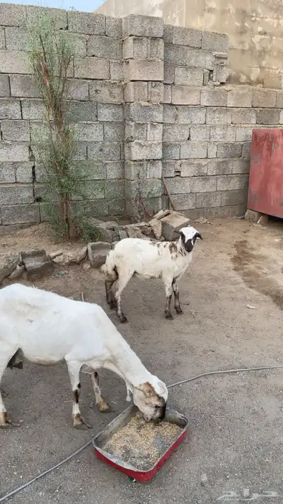 ضان 0