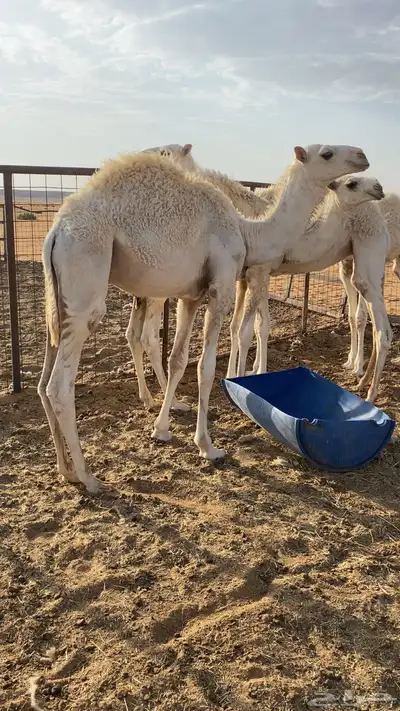 قعدان للبيع 2