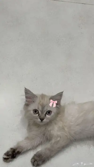 قطط 0