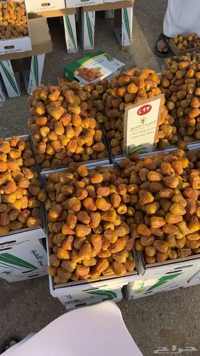 تمور القصيم 0