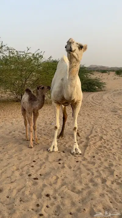 ناقه خلفه 0