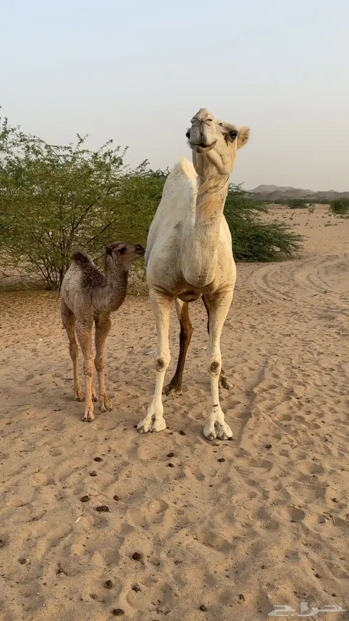 ناقه خلفه 0