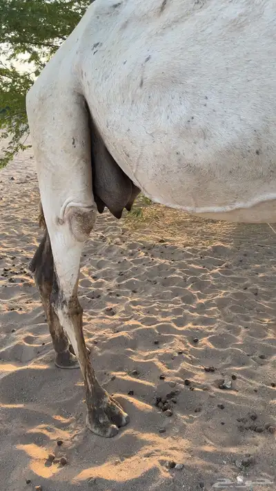 ناقه خلفه 5