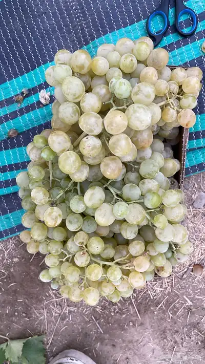 عنب طائفي 2