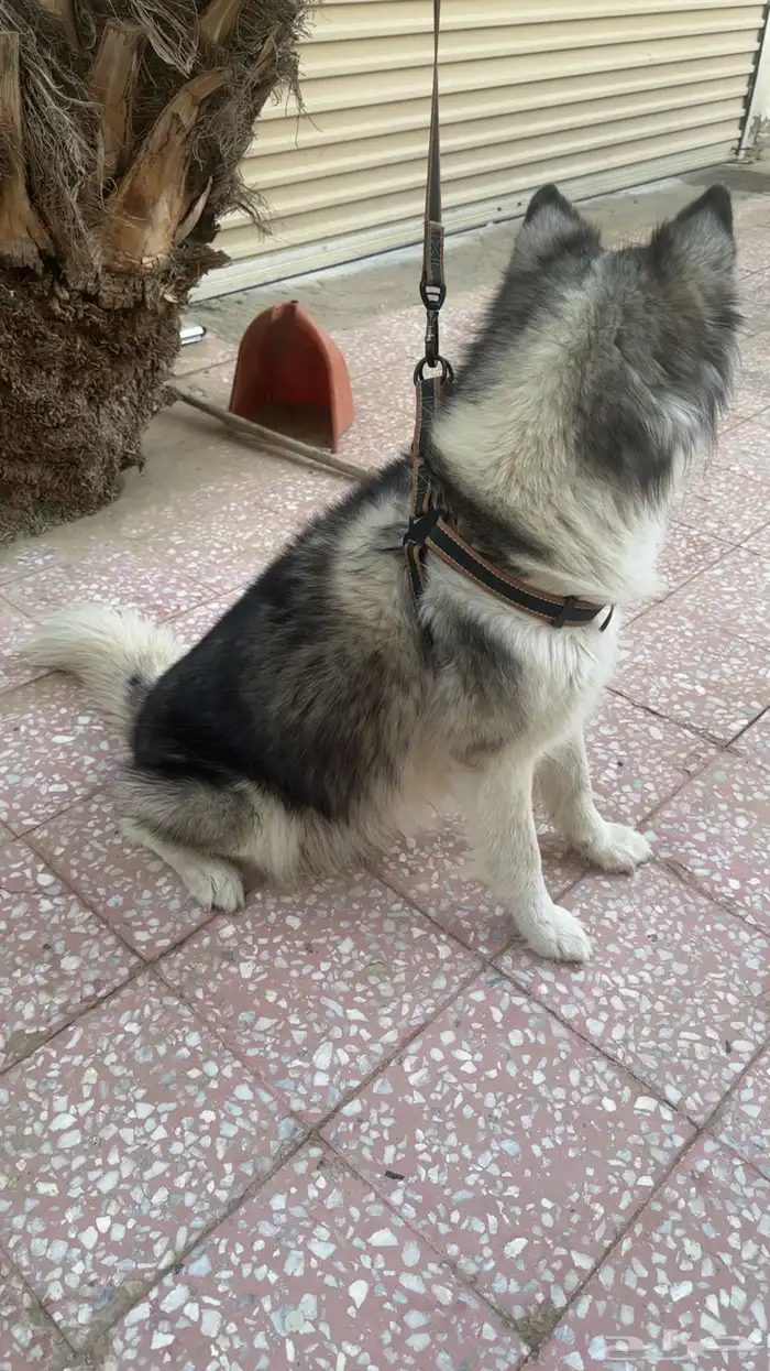 كلبة هاسكي منتجة 1