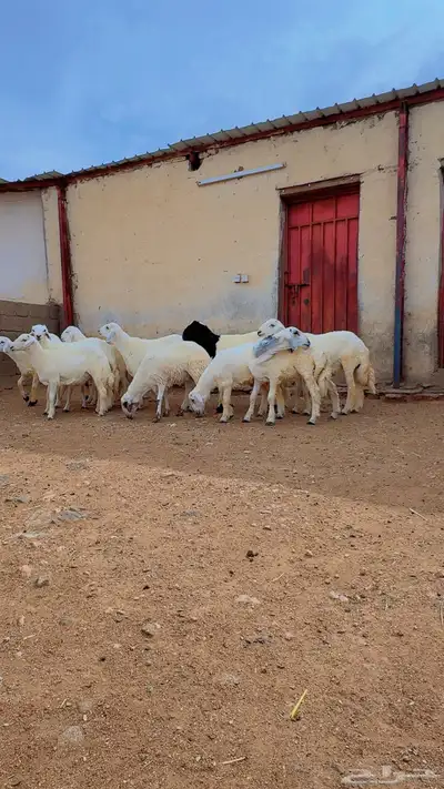 خرفان البيع 7